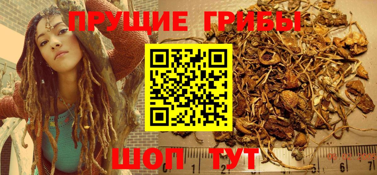 Галлюциногенные грибы Psilocybine cubensis Сатка